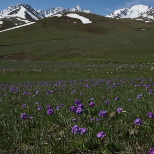 Primula algida